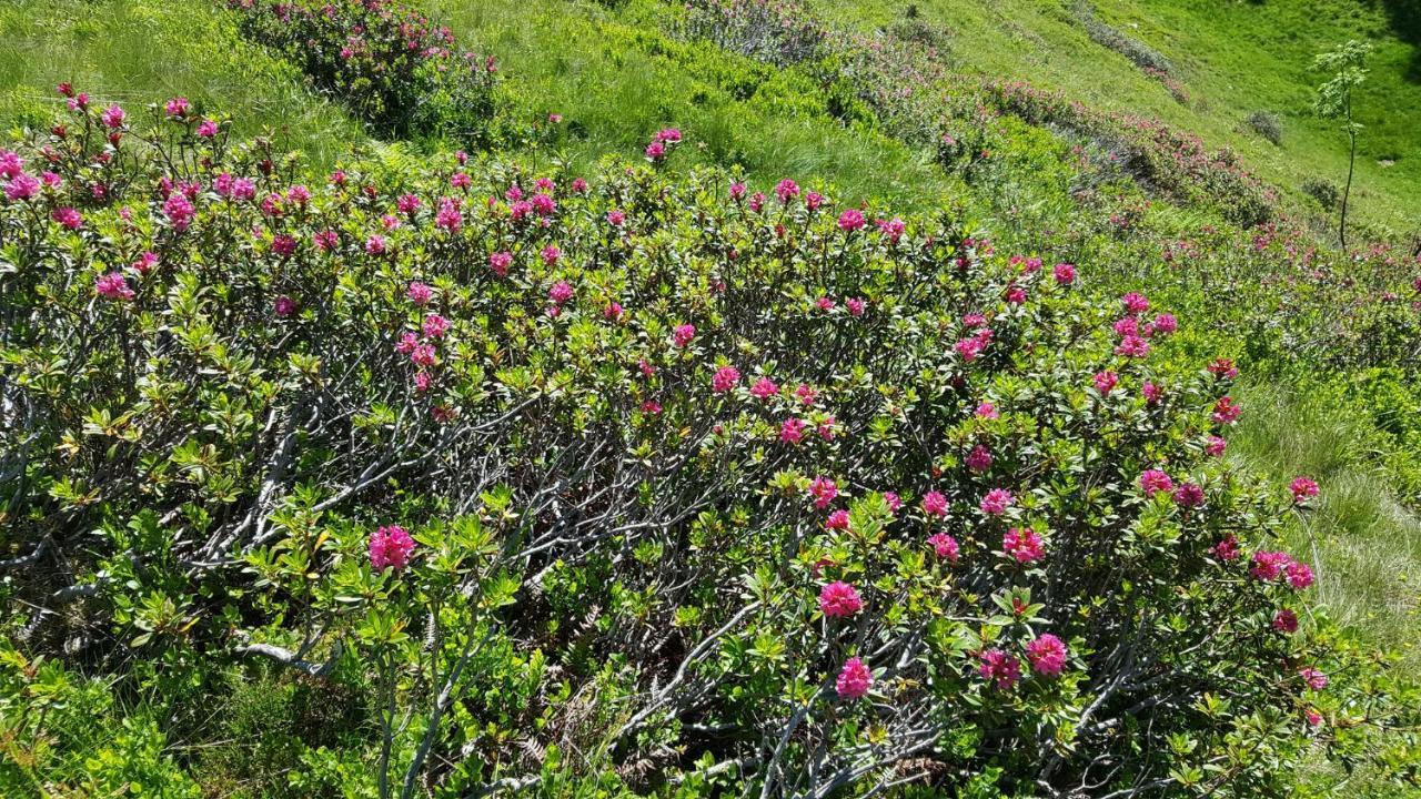 Berggasthof Schatzbergalm Thierbach ภายนอก รูปภาพ